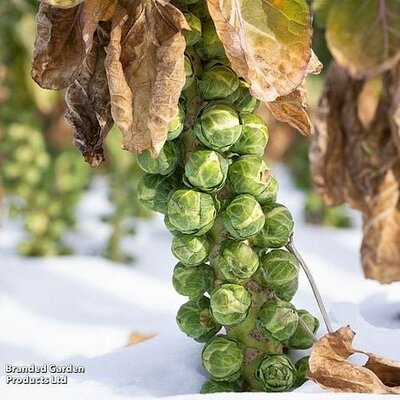 Brussels Sprout Long Island - Image courtesy of Thompson & Morgan