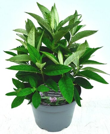 Buddleia Butterfly Candy 'Little Sweetheart' - Image courtesy of Ben Vista