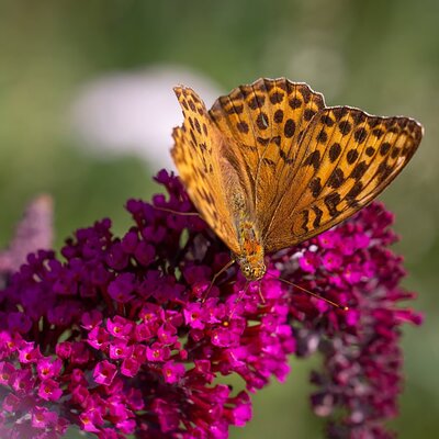 Buddleia 'Miss Molly' - Image by Petra from Pixabay  
