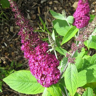 Buddleia 'Miss Ruby' (3L pot)