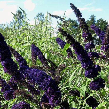 Buddleja 'Black Knight' - Photo by Ptelea (CC BY-SA 3.0)
