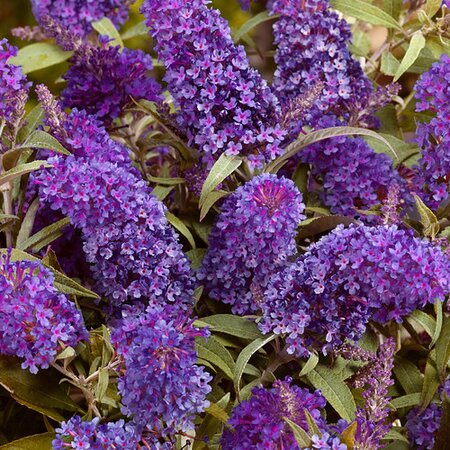Buddleja Butterfly Candy 'Little Purple' - 