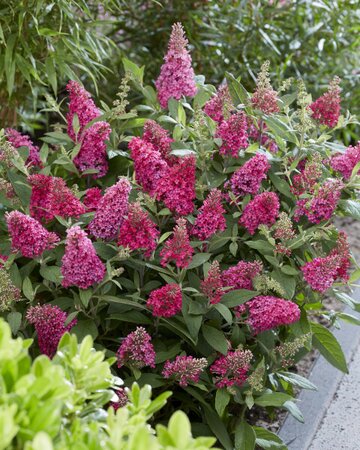 Buddleja Butterfly Candy 'Little Ruby' - Image courtesy of leendersplants.nl