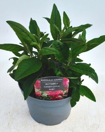 Buddleja Butterfly Candy 'Little Ruby' - Image courtesy of Ben Vista