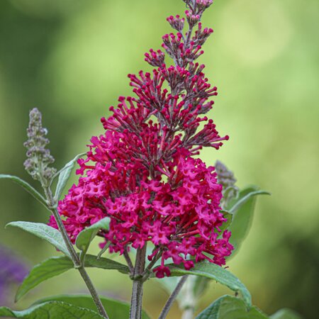 Buddleja Buzz™ 'Magenta' - Image by Jolanda L. from Pixabay 