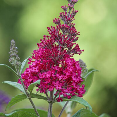 Buddleja Buzz™ 'Magenta' - Image by Jolanda L. from Pixabay 