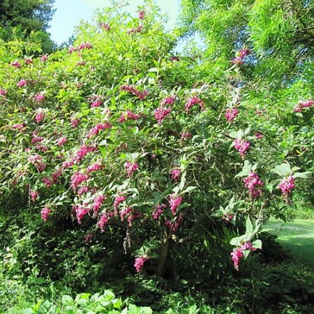 Buddleja colvilei - Photo by Leonora (Ellie) Enking  (CC By-SA 2.0)