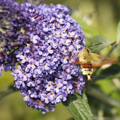 Buddleja 'Little Rockstars Blue' - Image by Marzena P. from Pixabay 