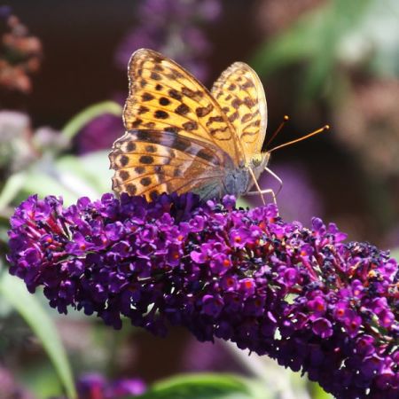 Buddleja davidii "Nanho Purple" - Image by torrodemayo from Pixabay 