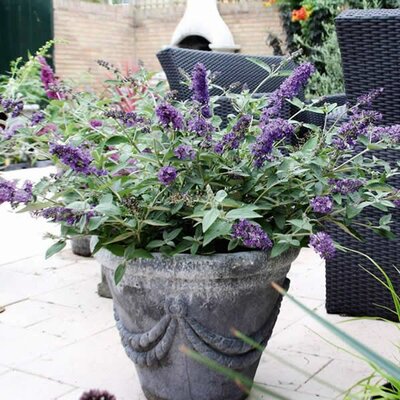 Buddleja “Free Petite Blue Heaven” - Image Courtsey of Free Petite Buddlejas