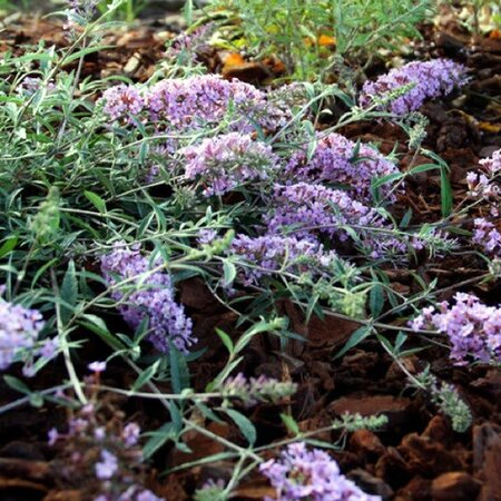Buddleja “Free Petite Lavender Flow” - Image Courtsey of Free Petite Buddlejas