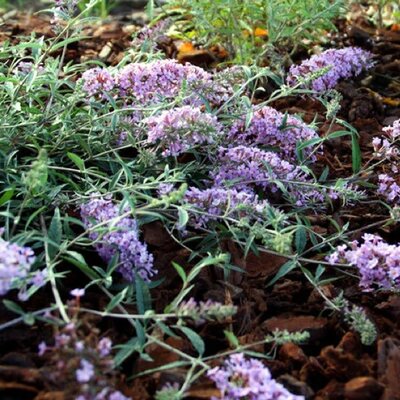 Buddleja “Free Petite Lavender Flow” - Image Courtsey of Free Petite Buddlejas