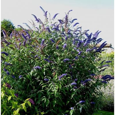 Buddleja 'Nanho Blue' - Photo by Ptelea (CC BY-SA 4.0)