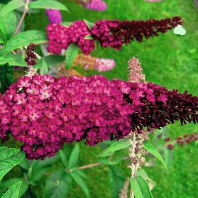 Buddleja 'Royal Red' - Photo by Ptelea (CC BY-SA 3.0)