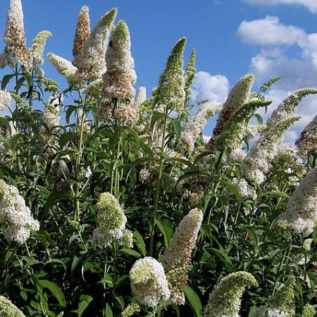 Buddleja White Bouquet - Courtesy of pxfuel (CCO - 1.0)