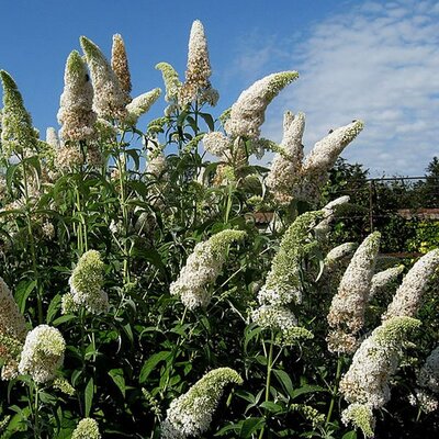 Buddleja 'White Profusion' - Photo by Ptelea (CC BY-SA 3.0)