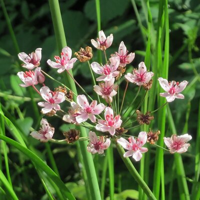 Butomus umbellatus - Photo by Andreas Rockstein (CC BY-SA 2.0)