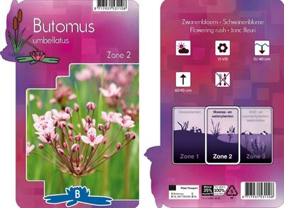 Butomus umbellatus - Image courtesy of Pannebakker