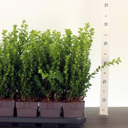 Buxus 'Newgen® Freedom' - Image courtesy of Pannebakker