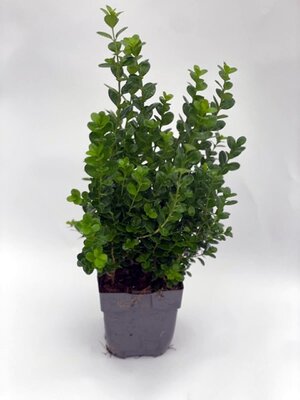 Buxus 'Newgen Freedom' - 