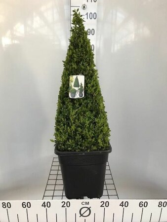 Buxus Sepervirens - Image Courtesy of Pannebakker