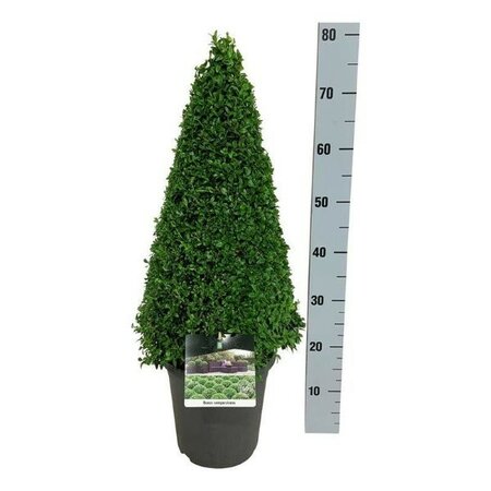 Buxus Pyramid 50-60cm  (5L pot) - Image courtesy of Plantline