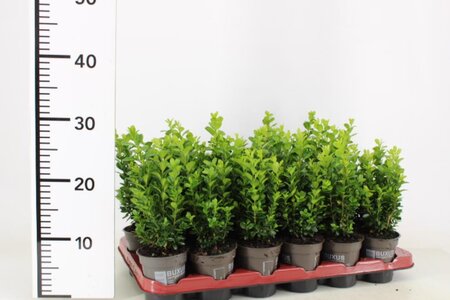 Buxus sempervirens  - Image courtesy of Pannebakker