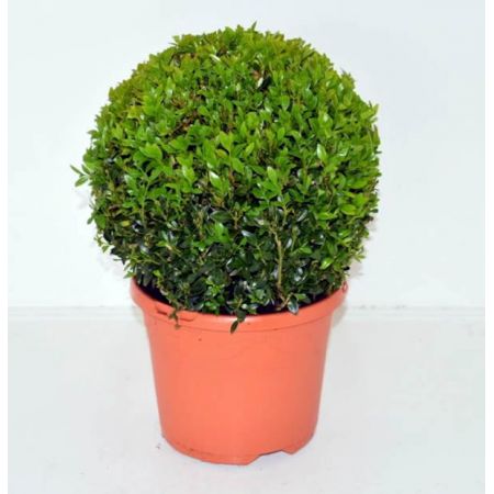 Buxus sempervirens  - Image courtesy of Pannebakker