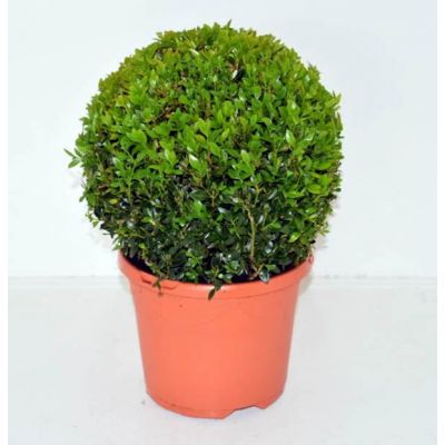 Buxus sempervirens (25cm ball)