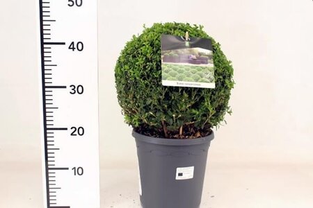 Buxus sempervirens 25cm ball  - Image courtesy of Pannebakker