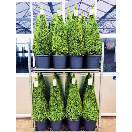 Buxus sempervirens Pyramid (50-60cm 4L pot)