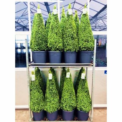 Buxus sempervirens Pyramid