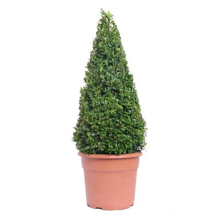 Buxus sempervirens Pyramid (50-60cm 5L pot)