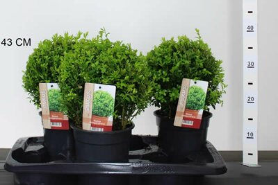 Buxus ball 18-20cm dia - Image courtesy of Pannebakker