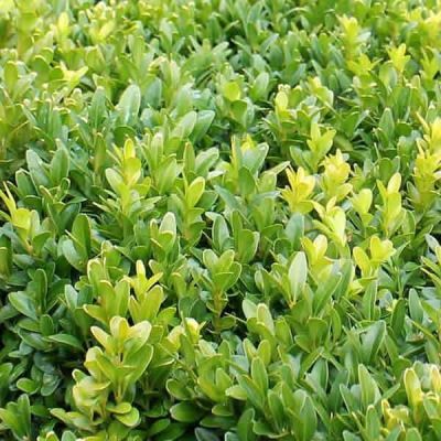 Buxus sempervirens (9cm pot)