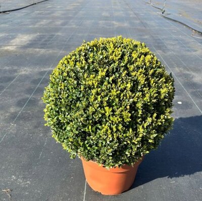 Buxus sempervirens 40cm ball (10L pot)