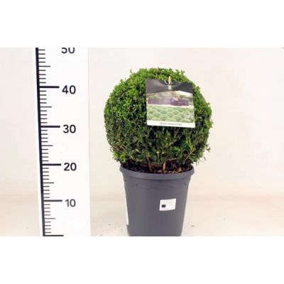 Buxus sempervirens 25cm ball  - Image courtesy of Pannebakker