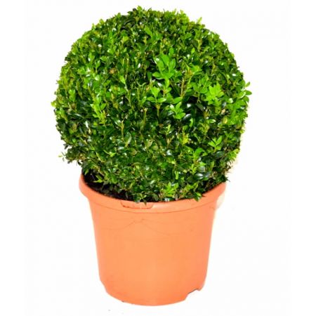 Buxus sempervirens  - Image courtesy of Pannebakker