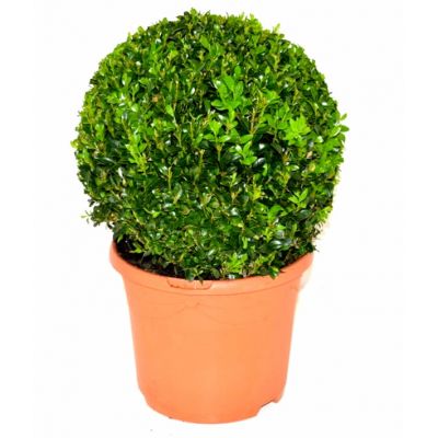 Buxus sempervirens (25cm ball)