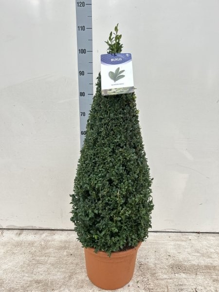  - Image courtesy of Impulse Plants