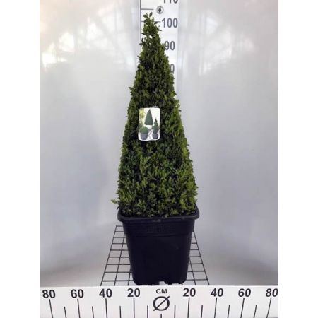 Buxus sempervirens  - Image courtesy of Pannebakker