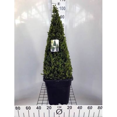 Buxus sempervirens  - Image courtesy of Pannebakker