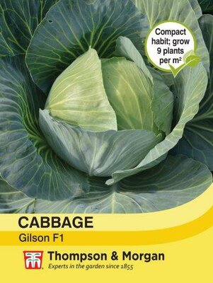 Cabbage Gilson - image 1
