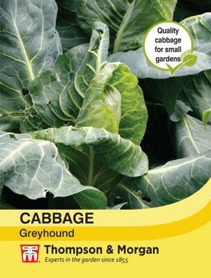 Cabbage Greyhound - image 1