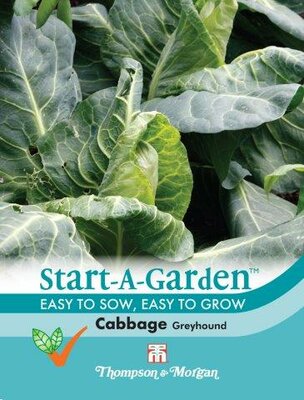 Cabbage Greyhound - image 1