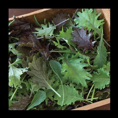 Cabbage & Kale Mix “Raffaello” - Image courtesy of Green Vegetable Seeds