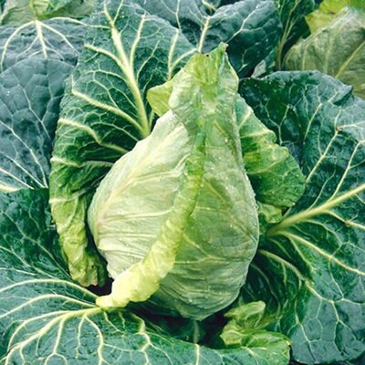 Cabbage (Pointed) Duncan F1 - image 1