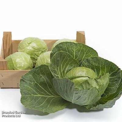 Cabbage Prestar - Image courtesy of Thompson & Morgan