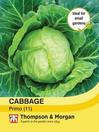 Cabbage Primo (11) - image 1