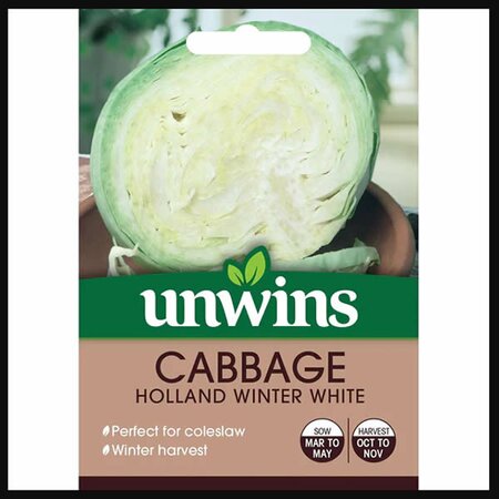 Cabbage (Round) Holland Winter White - image 1